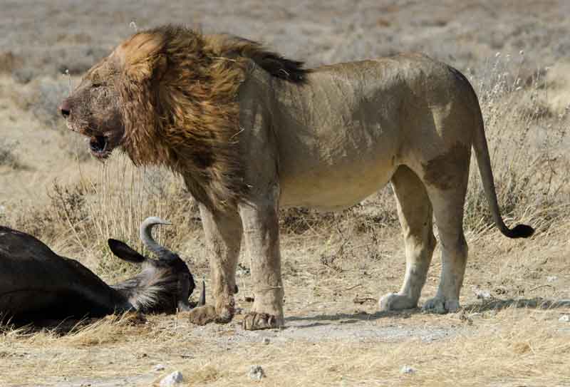 07 - Namibia - leones comiendo - parque nacional de Etosha